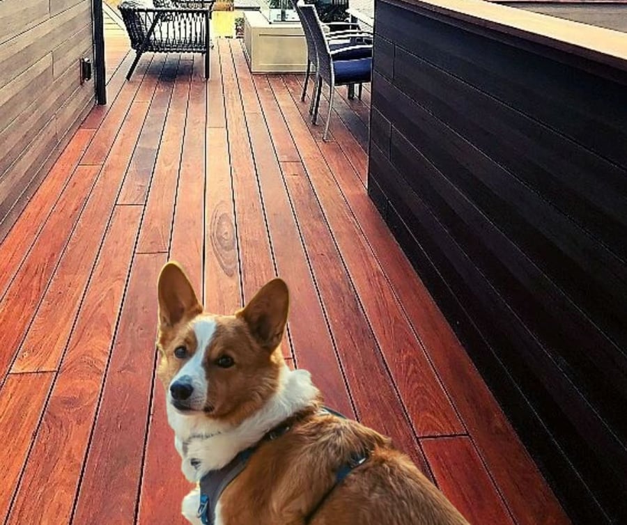 6 Tips for DogFriendly Deck Design